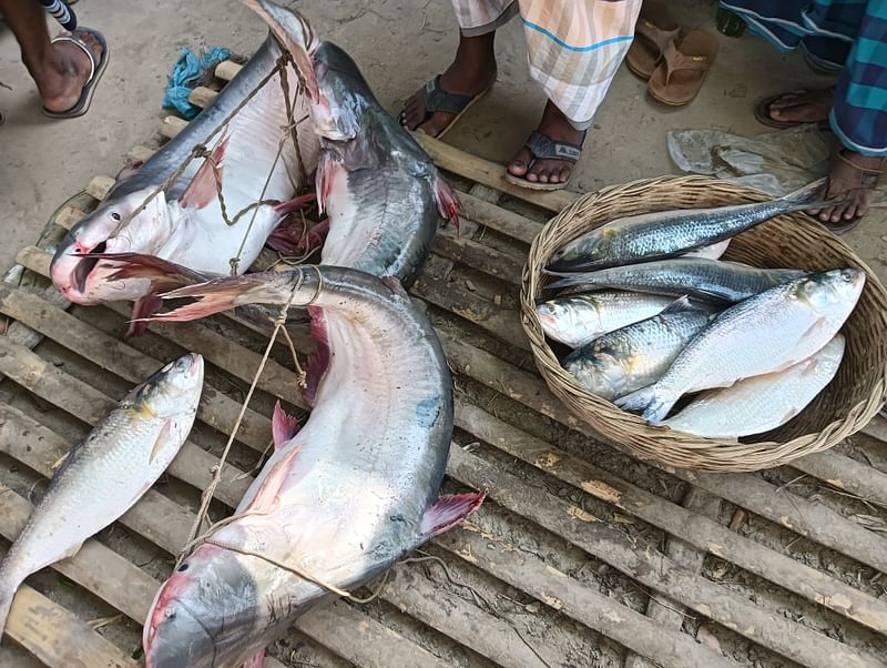 কারফিউ চললেও রাজবাড়ীর জেলেরা মাছ ধরা বন্ধ রাখেননি। নিয়মিতই পদ্মা ও যমুনা নদীতে ধরা পড়ছে বড় আকারের বিভিন্ন মাছ। গত মঙ্গলবার বিকেলে গোয়ালন্দ উপজেলার দৌলতদিয়া ফেরিঘাট এলাকায়